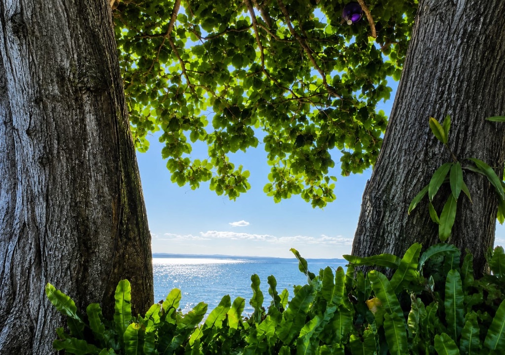 View of the sea framed by trees